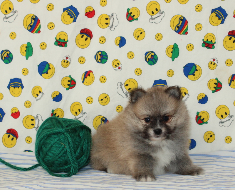 puppy, for, sale, Pomeranian, Matthew B. Stoltzfus, dog, breeder, Gap, PA, dog-breeder, puppy-for-sale, forsale, nearby, find, puppyfind, locator, puppylocator, aca